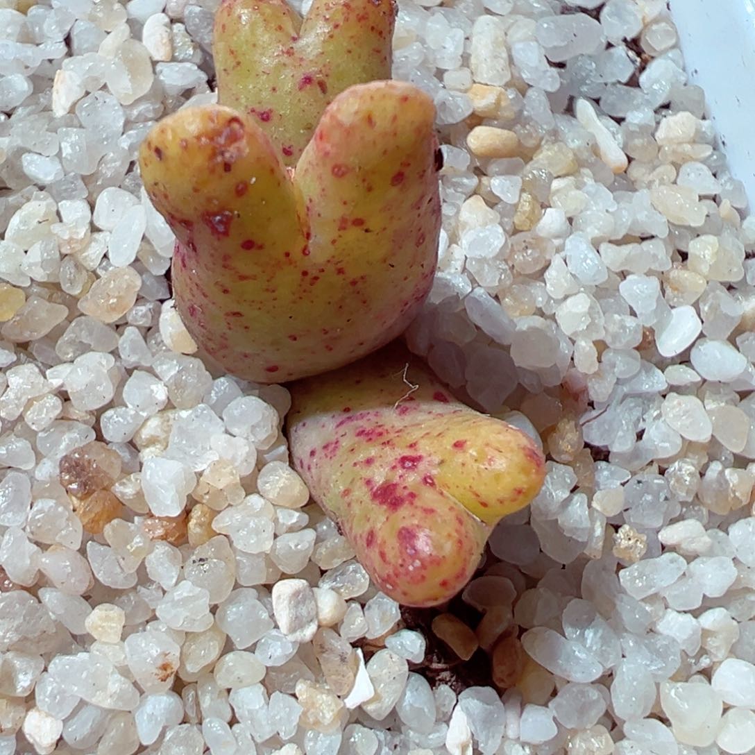 305-446多肉黄金955d斑马