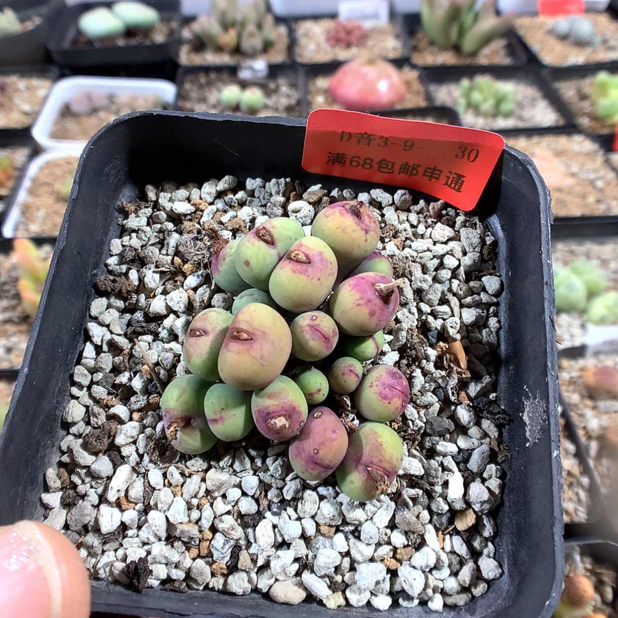 【闪购商品】3-9-30 v嘴肉肉 35
