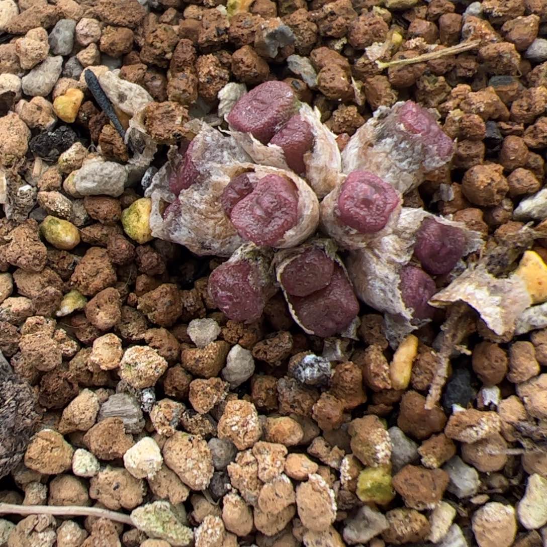 0280号方糖 多肉植物