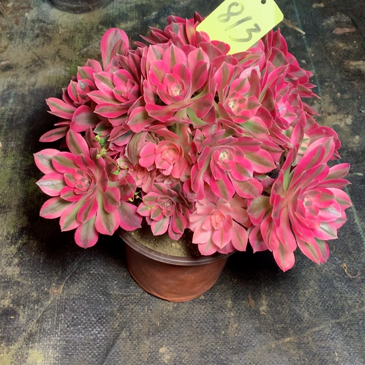 813粉女巫多肉一物一拍～