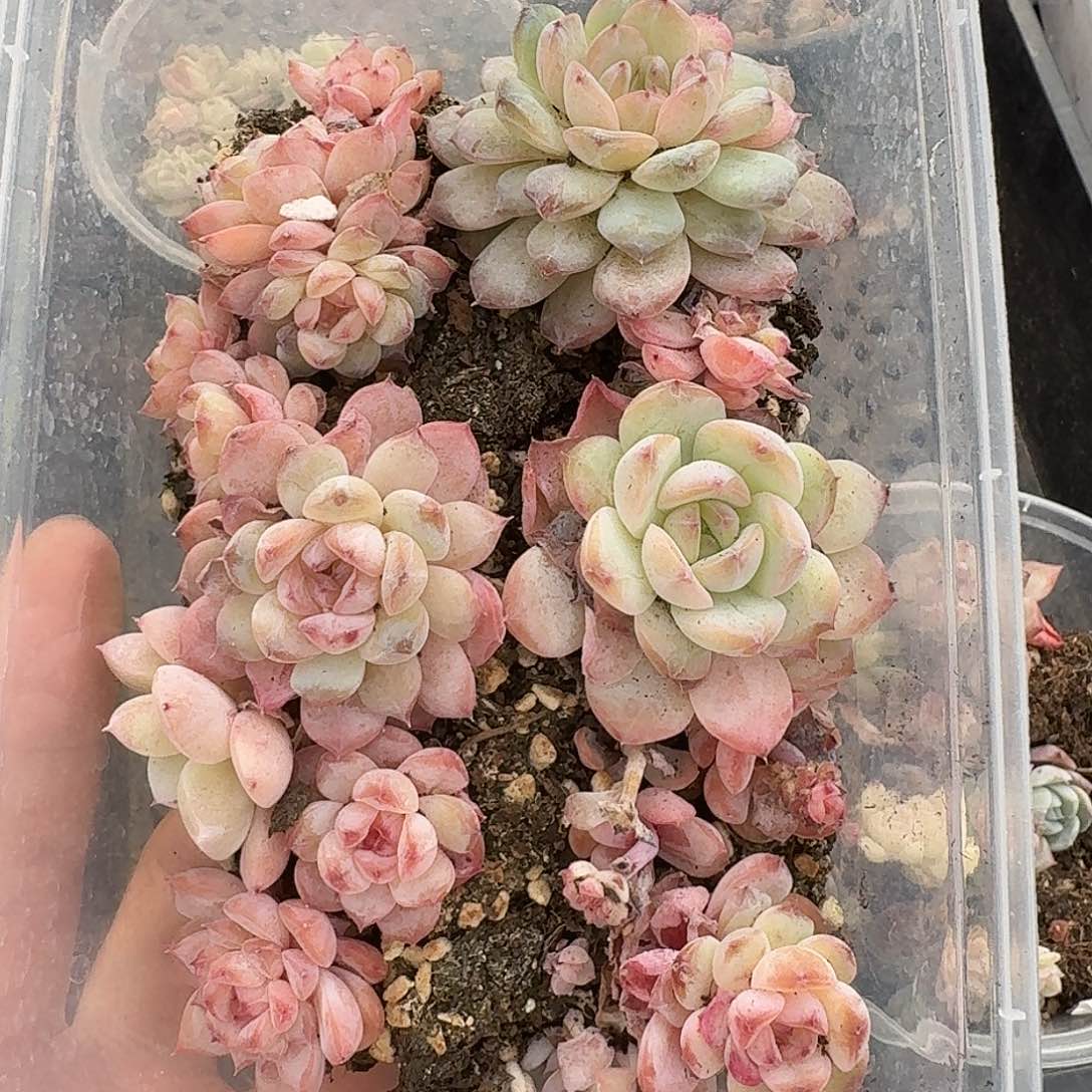 杂交新品珍妮多肉1812