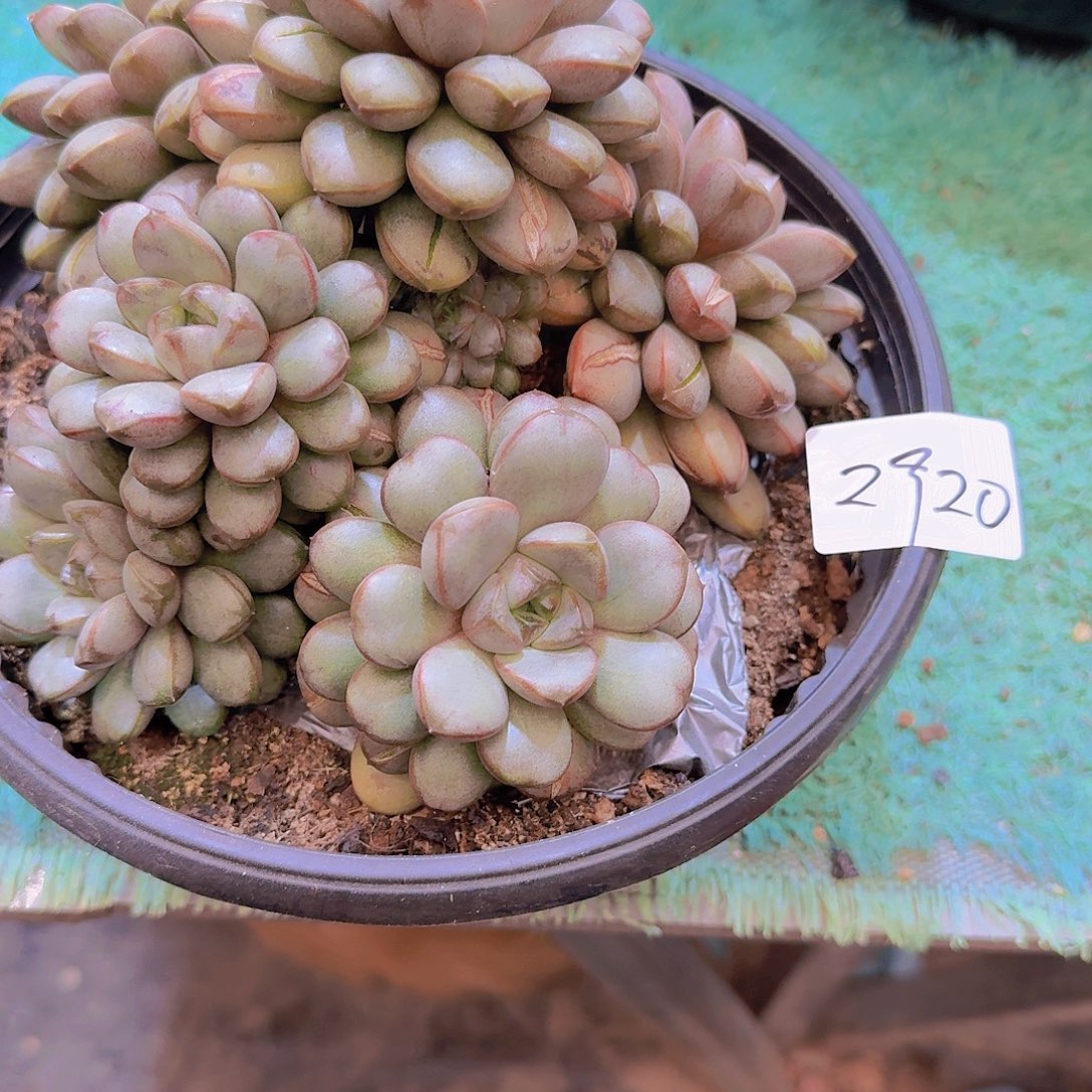 2920葡萄多肉植物