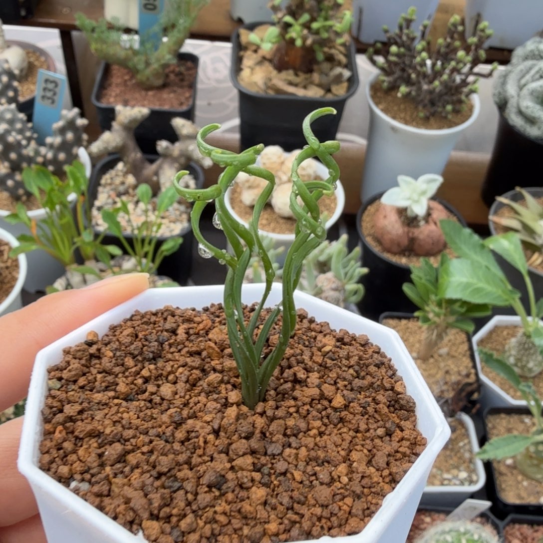 钢丝弹簧草225仙人掌