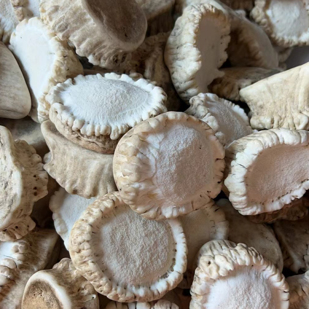 鹿角帽粉正宗吉林超细粉东北鹿乡鹿托盘鹿角胶纯正打粉乳腺