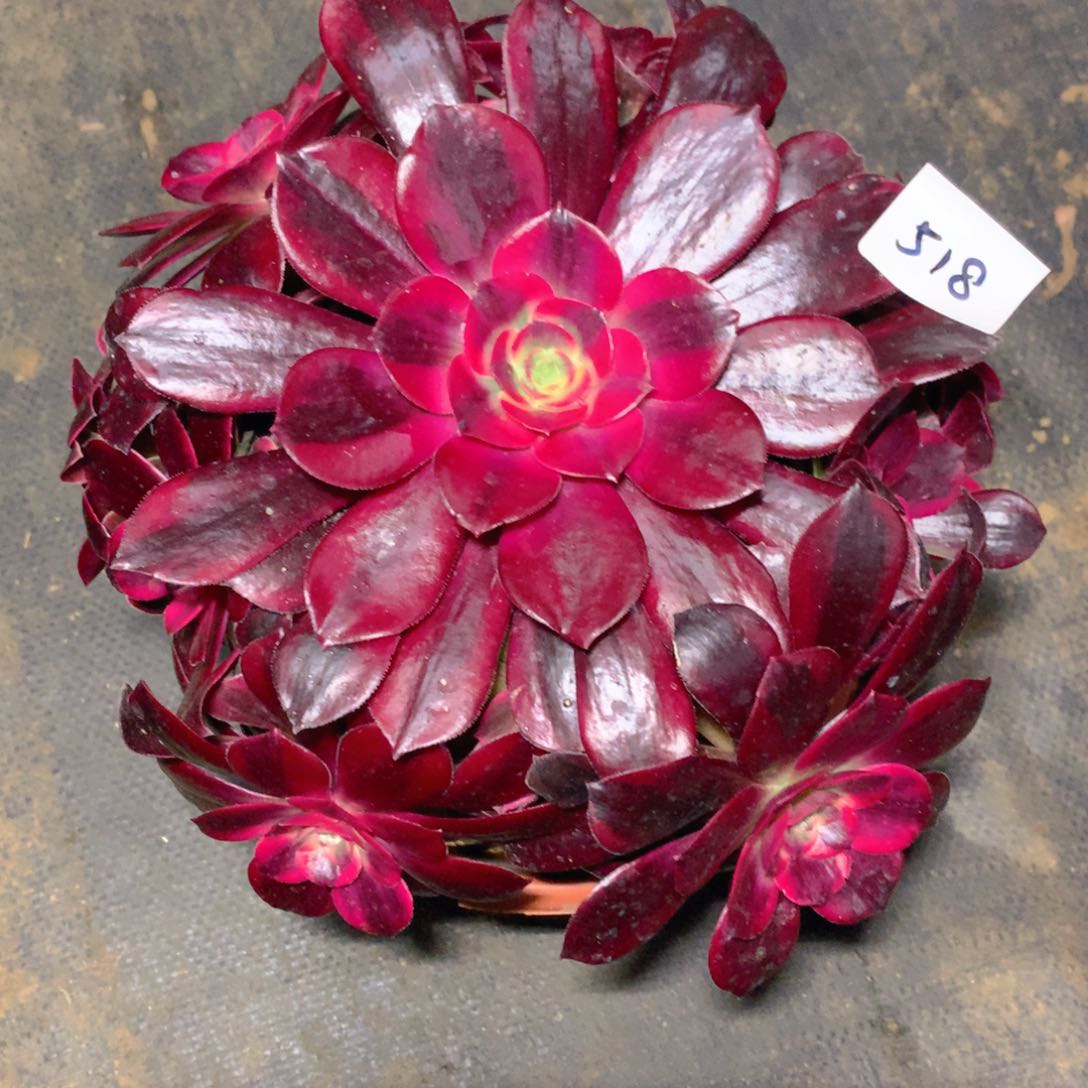 518凤冠精品法师多肉