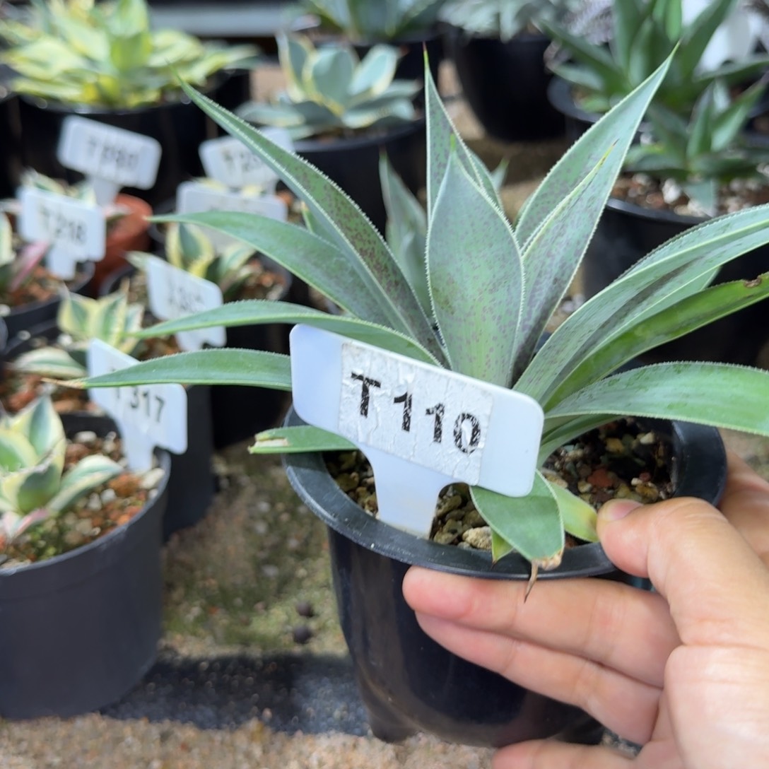 C***n福利薰衣草夫人一颗脱土