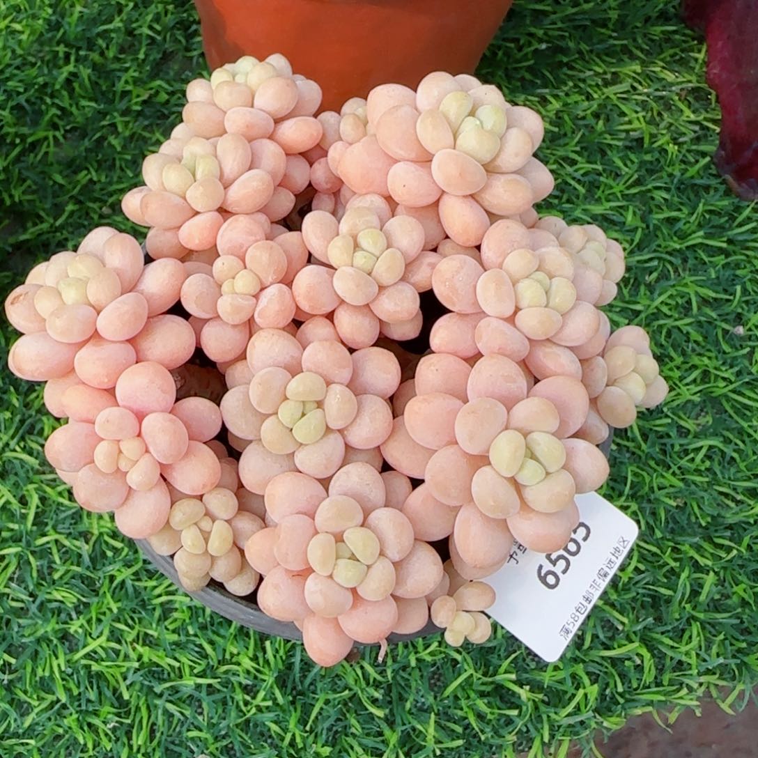 洛可可无砍，6565多肉