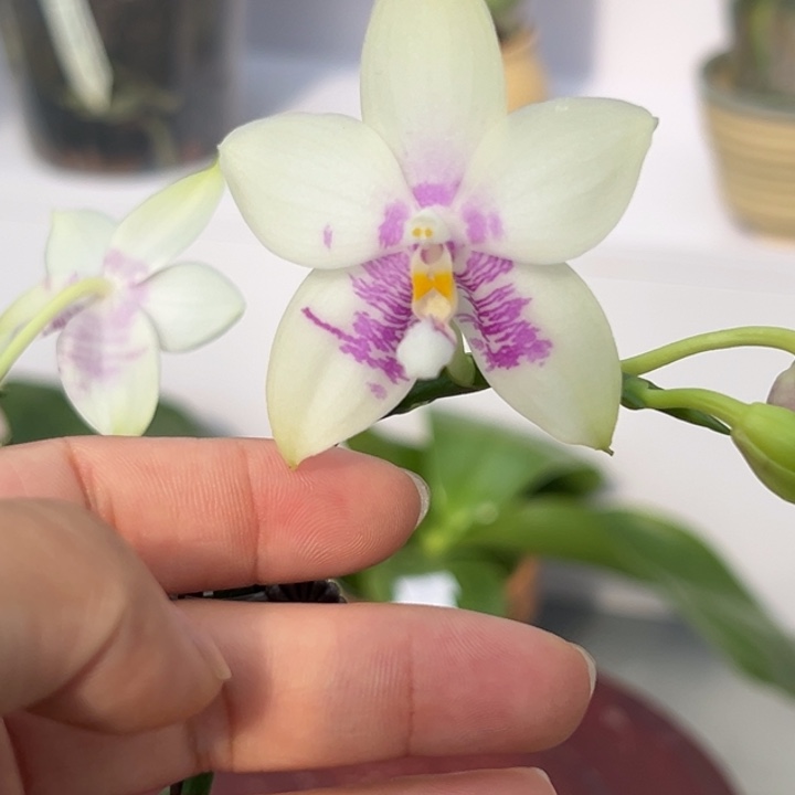 大部分开放少量花苞3寸杯反射龙交香妃三花剑 香