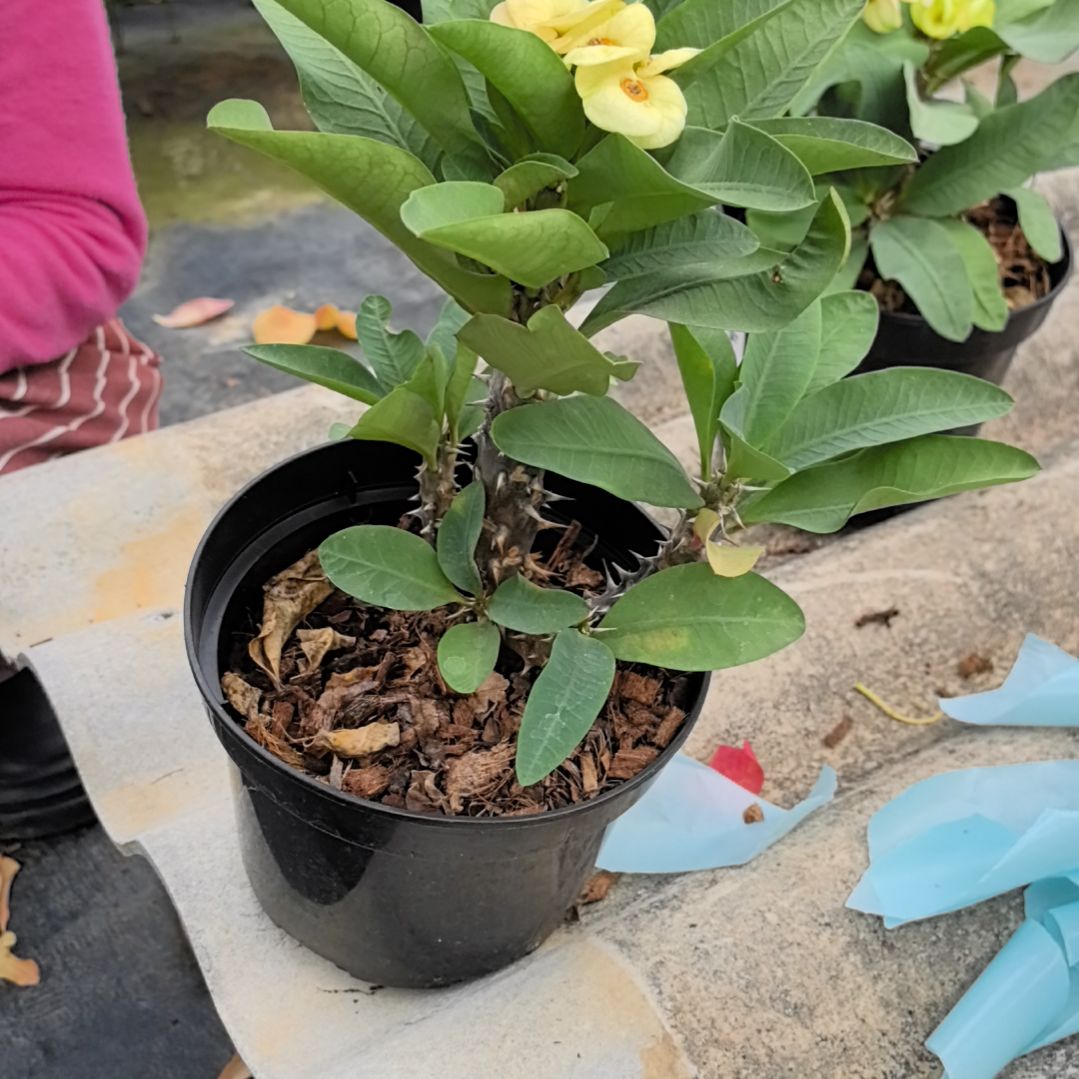 风***飘完全开放绿宝石直播间一物一拍