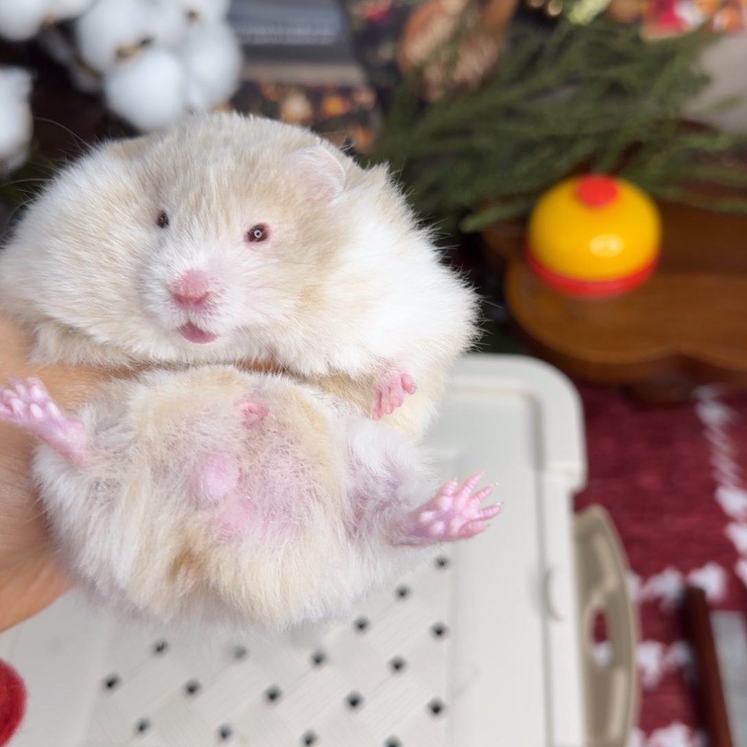 鸽灰波弟弟11.08生日