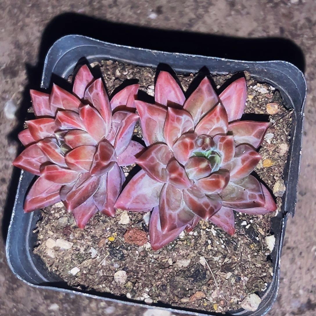 桔云多肉美人精品系列