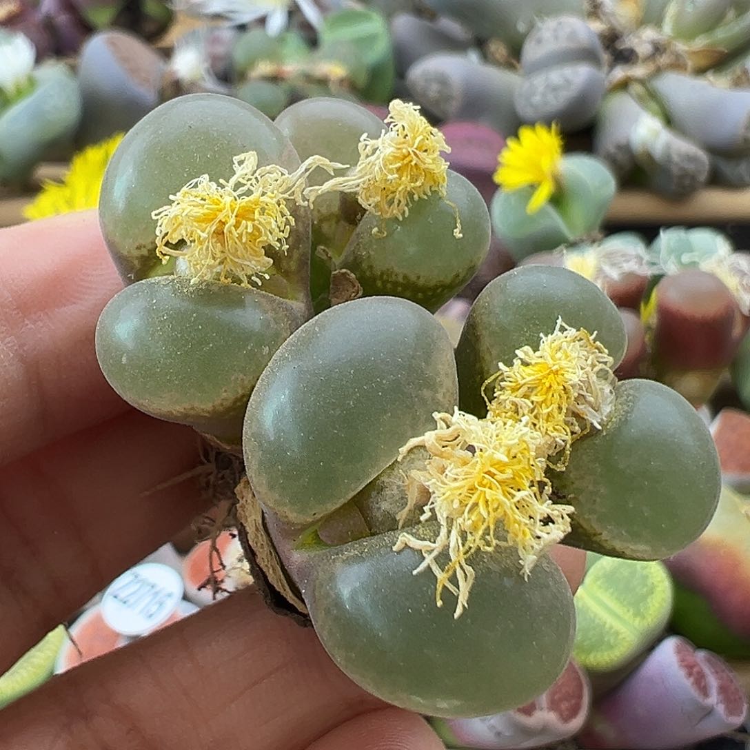 2717风铃四头炸了111111111111111