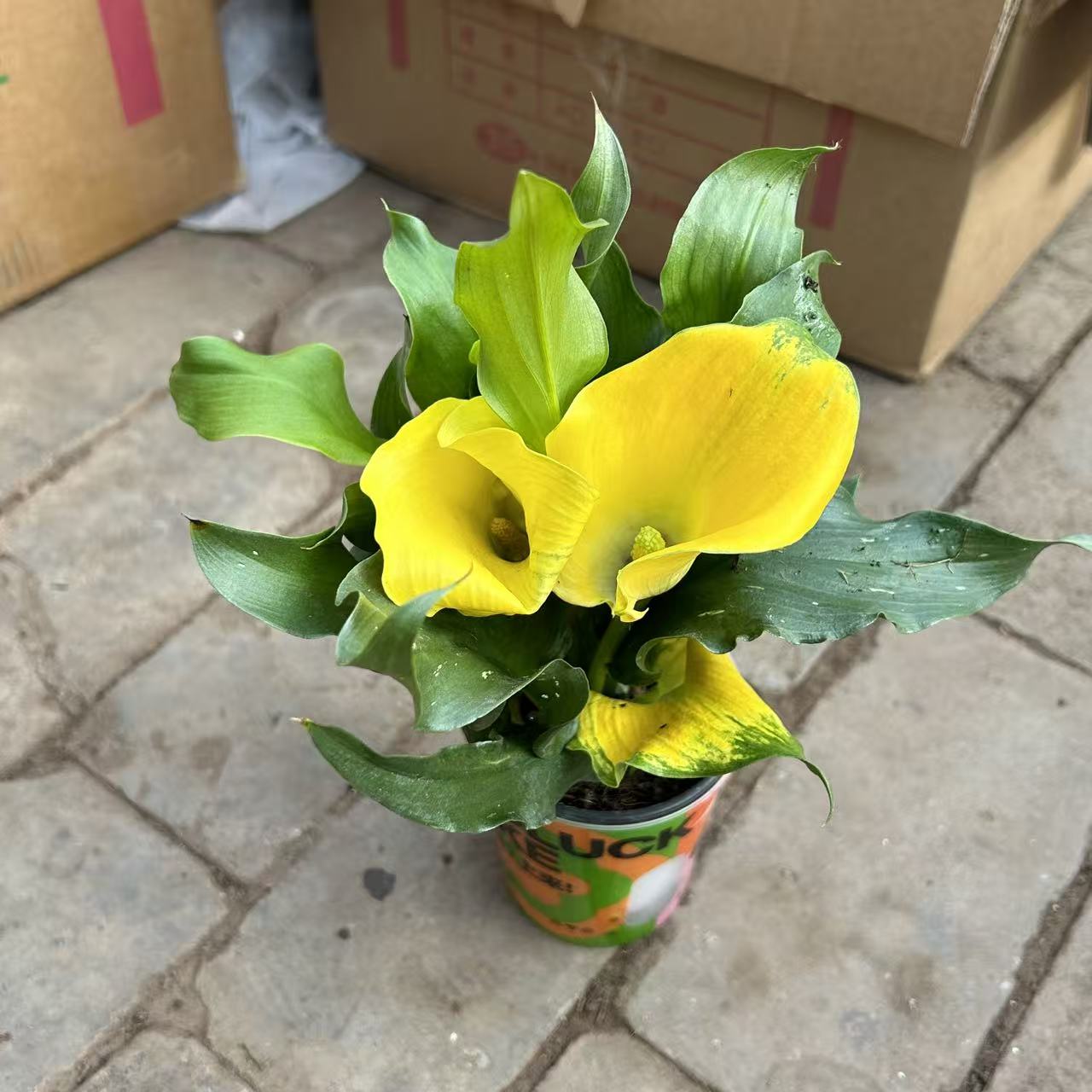 马蹄莲颜色随发(送懒人盆）盆栽