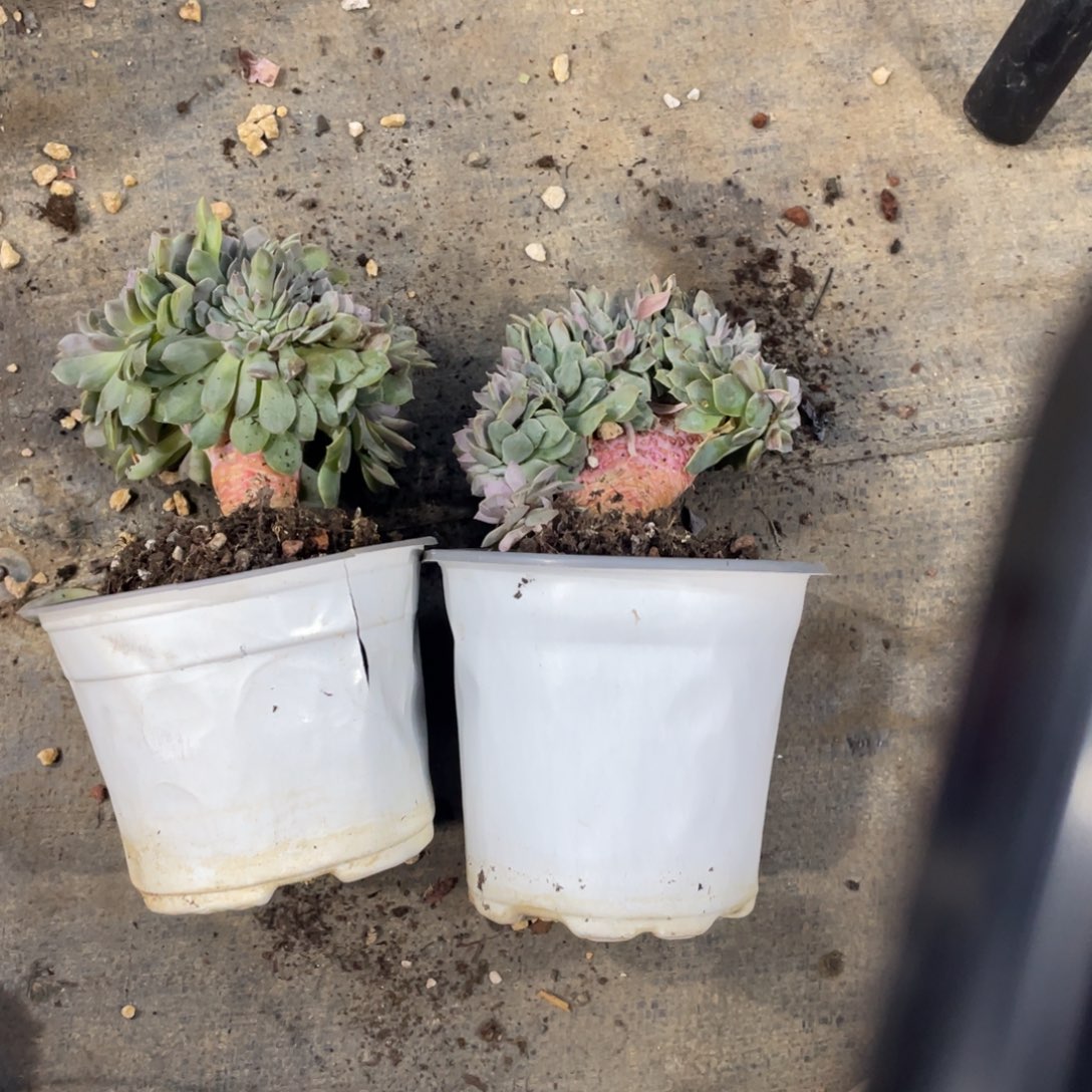 安***静汉堡杂缀化两颗冠幅11 公分一物一拍