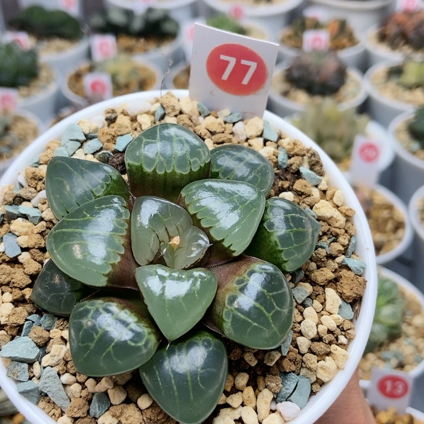 【闪购商品】77冰魄女王