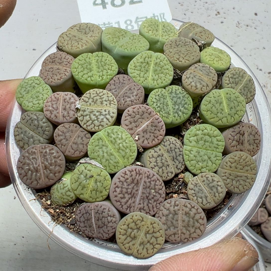 【闪购商品】 482。     