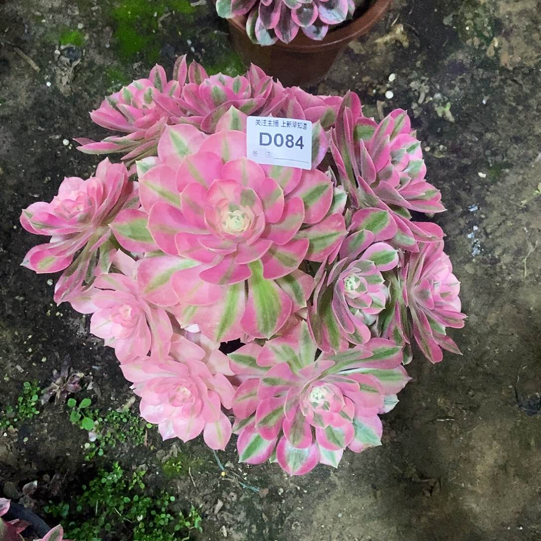 多肉840000000000000