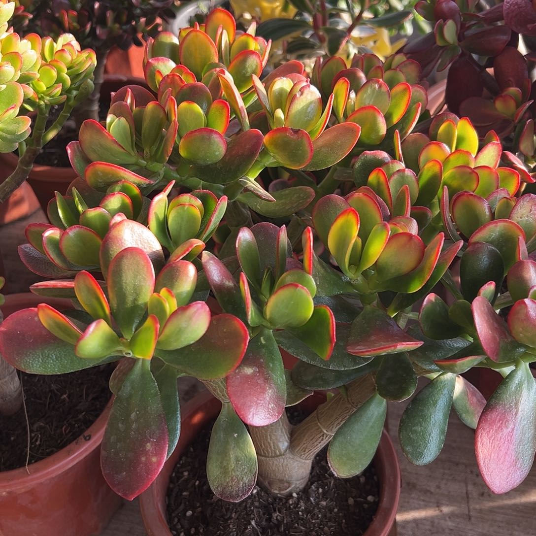 我***为稀有红叶玉树带盆7381