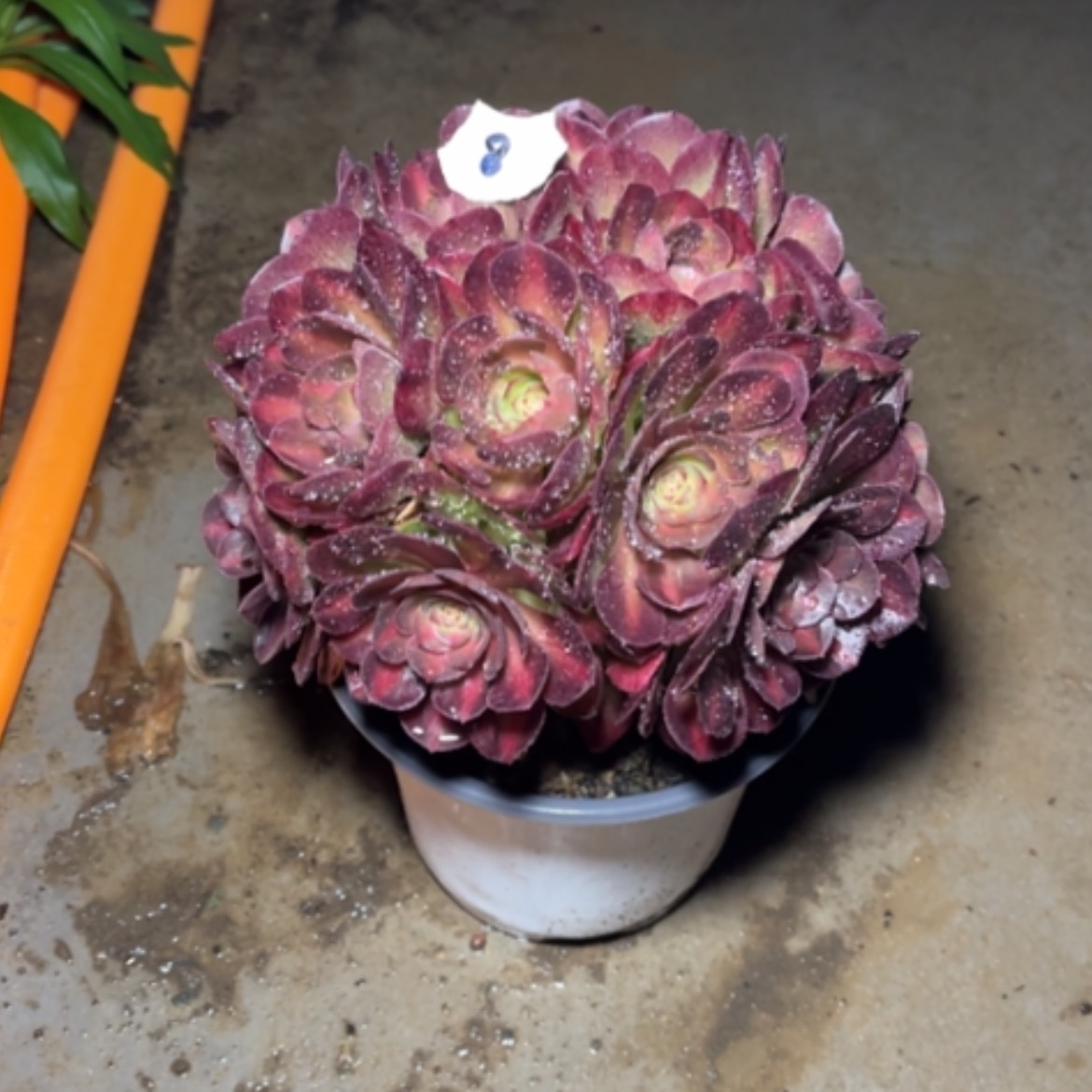 【闪购商品】8抹茶多肉法师