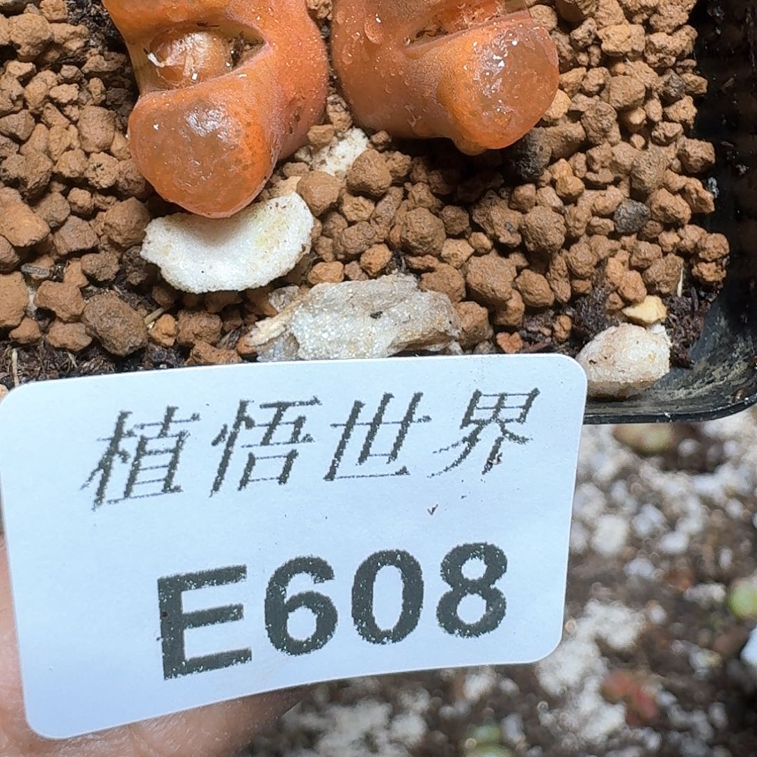 608号多肉植物哇c g