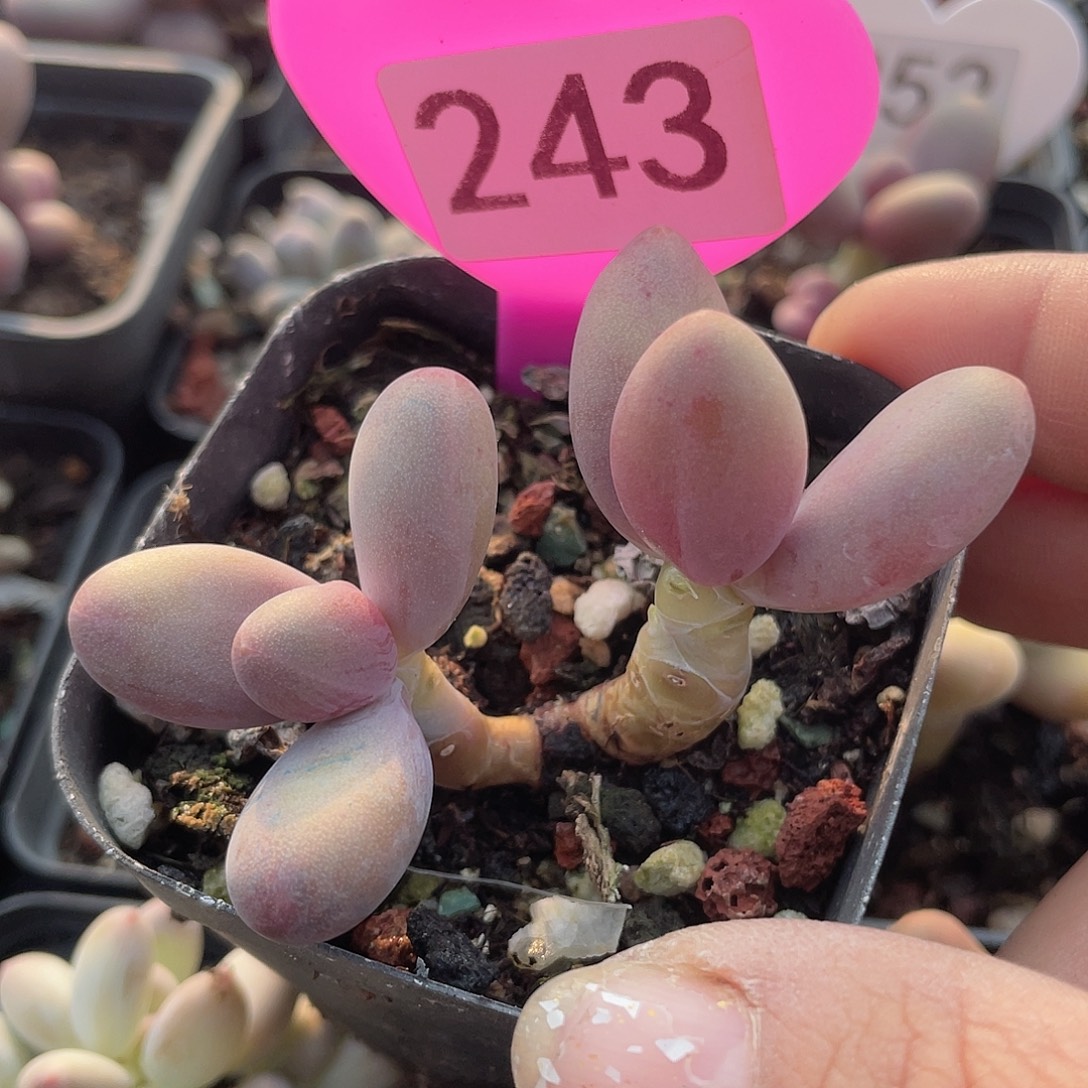 糖果美人 脱土发货 7口盆