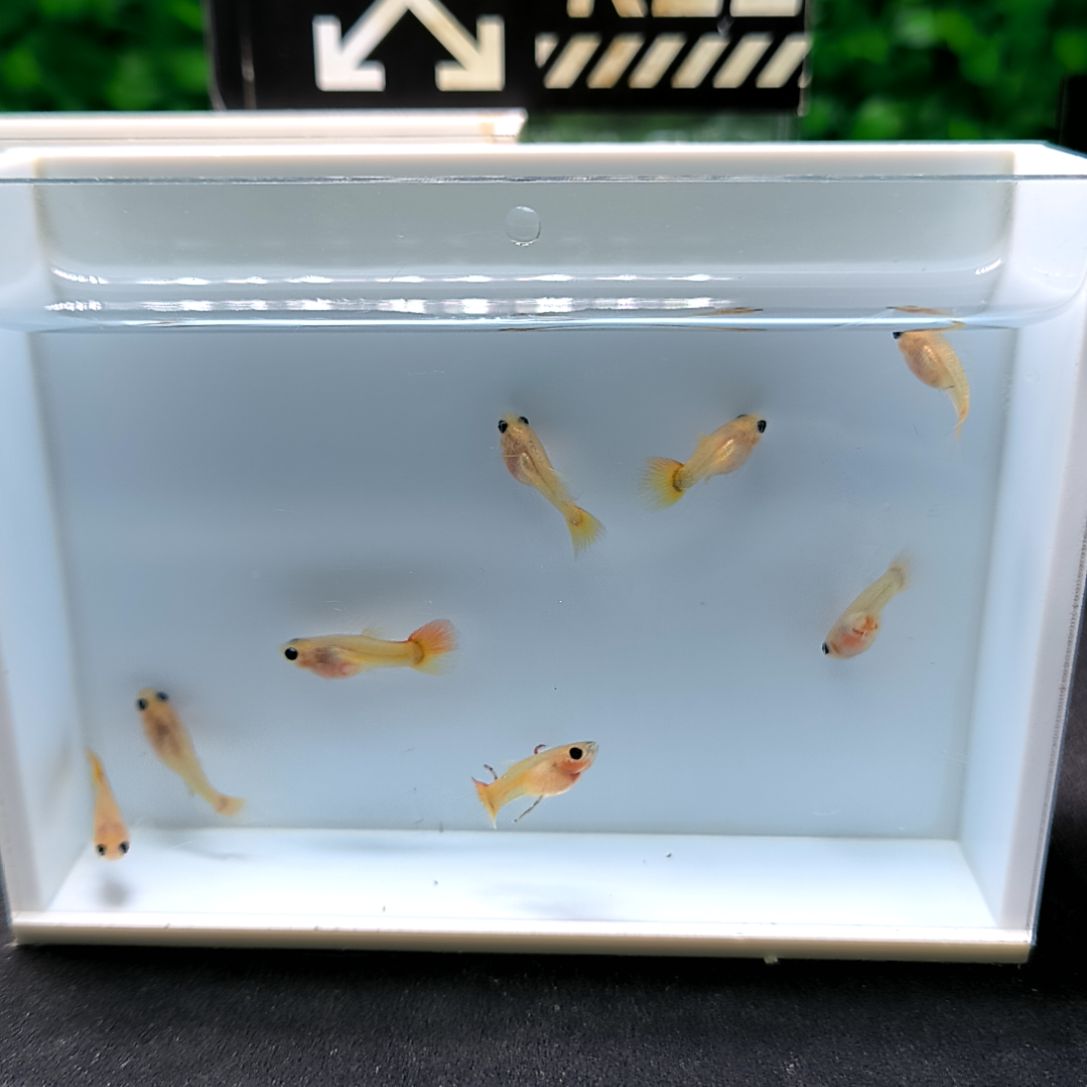 孔雀鱼皇家落日玻璃猫苗子8条。