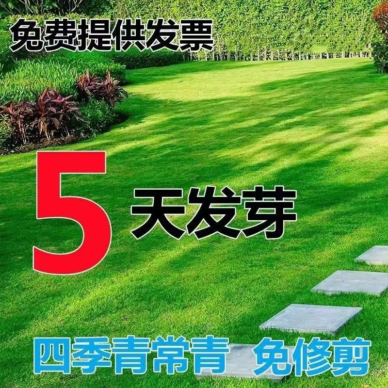 进口草坪种子矮生种籽多年生免修剪常青耐旱耐践踏护坡固土绿化