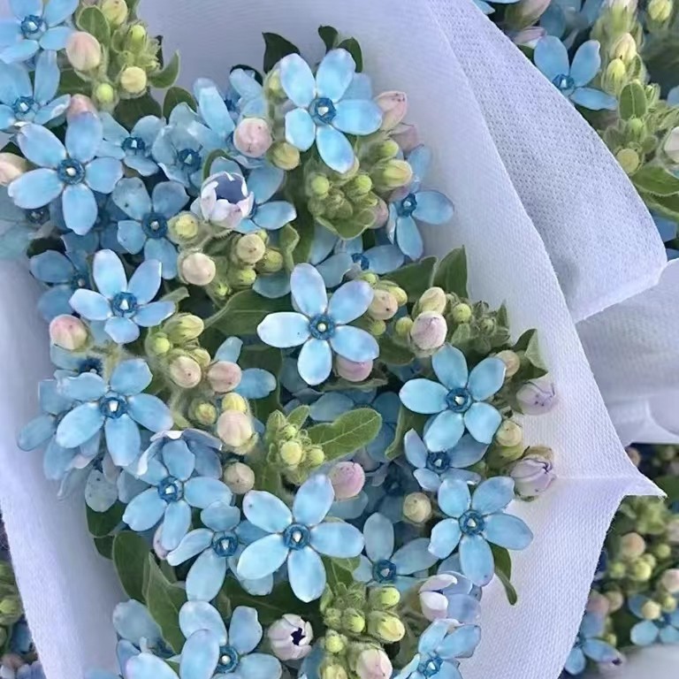 【买一送一】蓝星花  天然蓝色系花 云南基地鲜花 基地直发