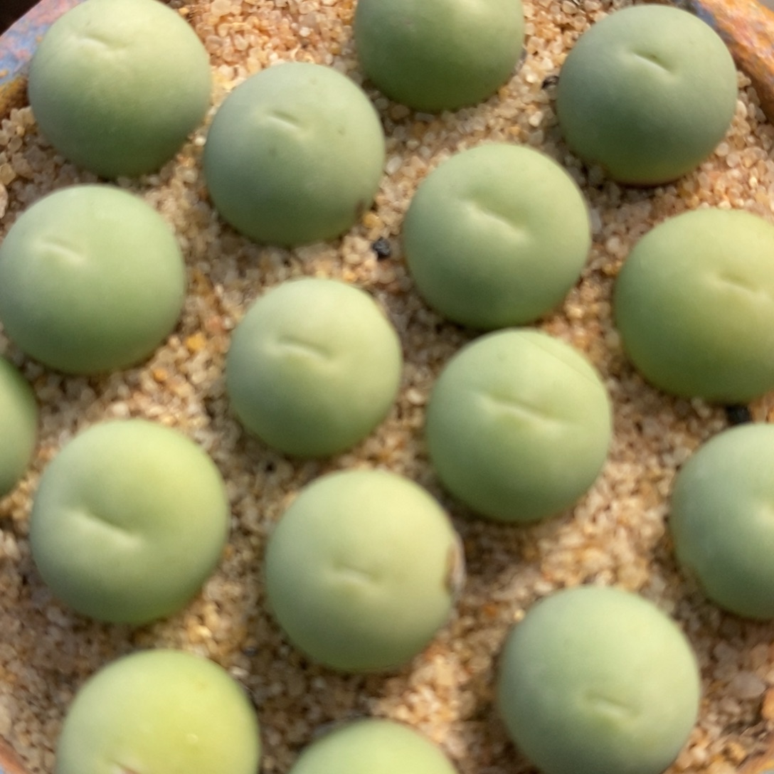 鸽子蛋1颗1厘米左右