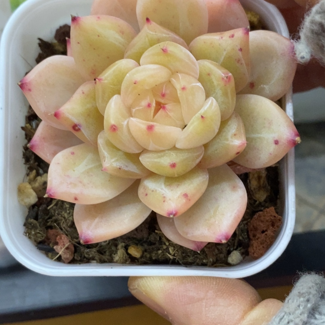 精品多肉一物一拍不包整361