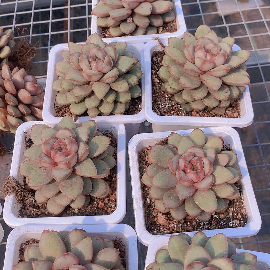 单头葡萄24577899990