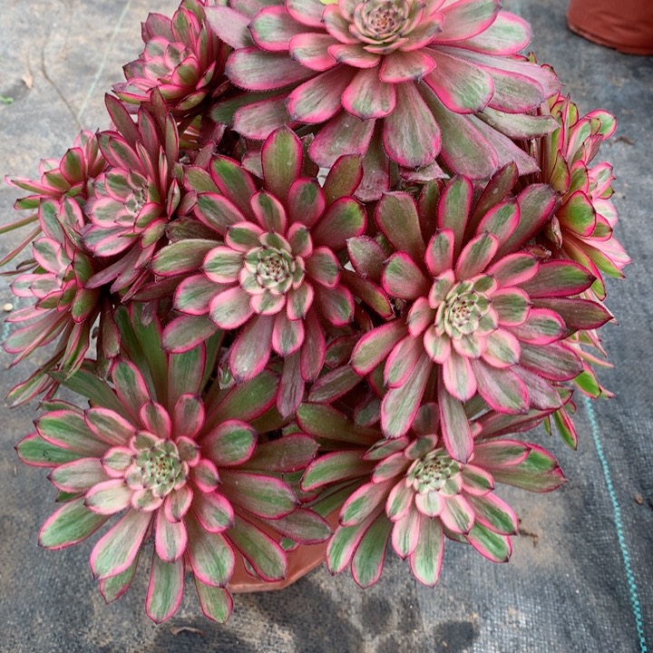 819紫霞仙子多肉111111