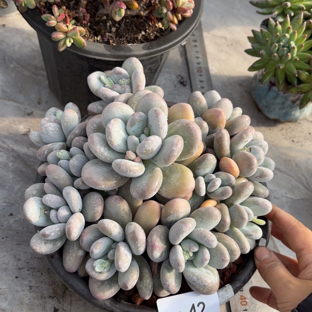 同温层多肉香水42