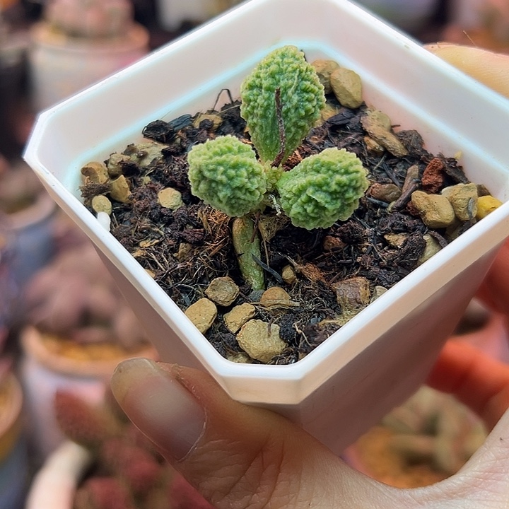 仙人球的世界杯和一只