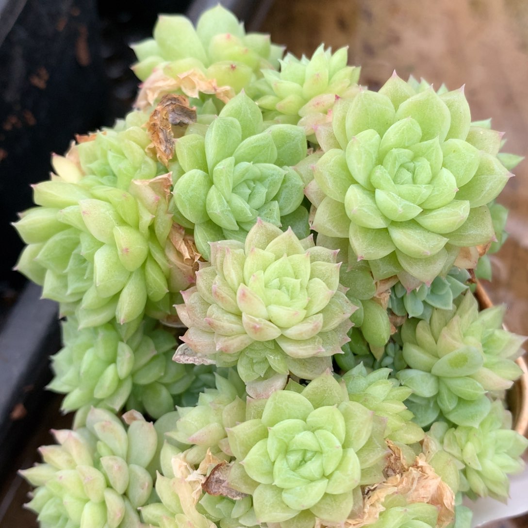 0526-348 散群麦秆