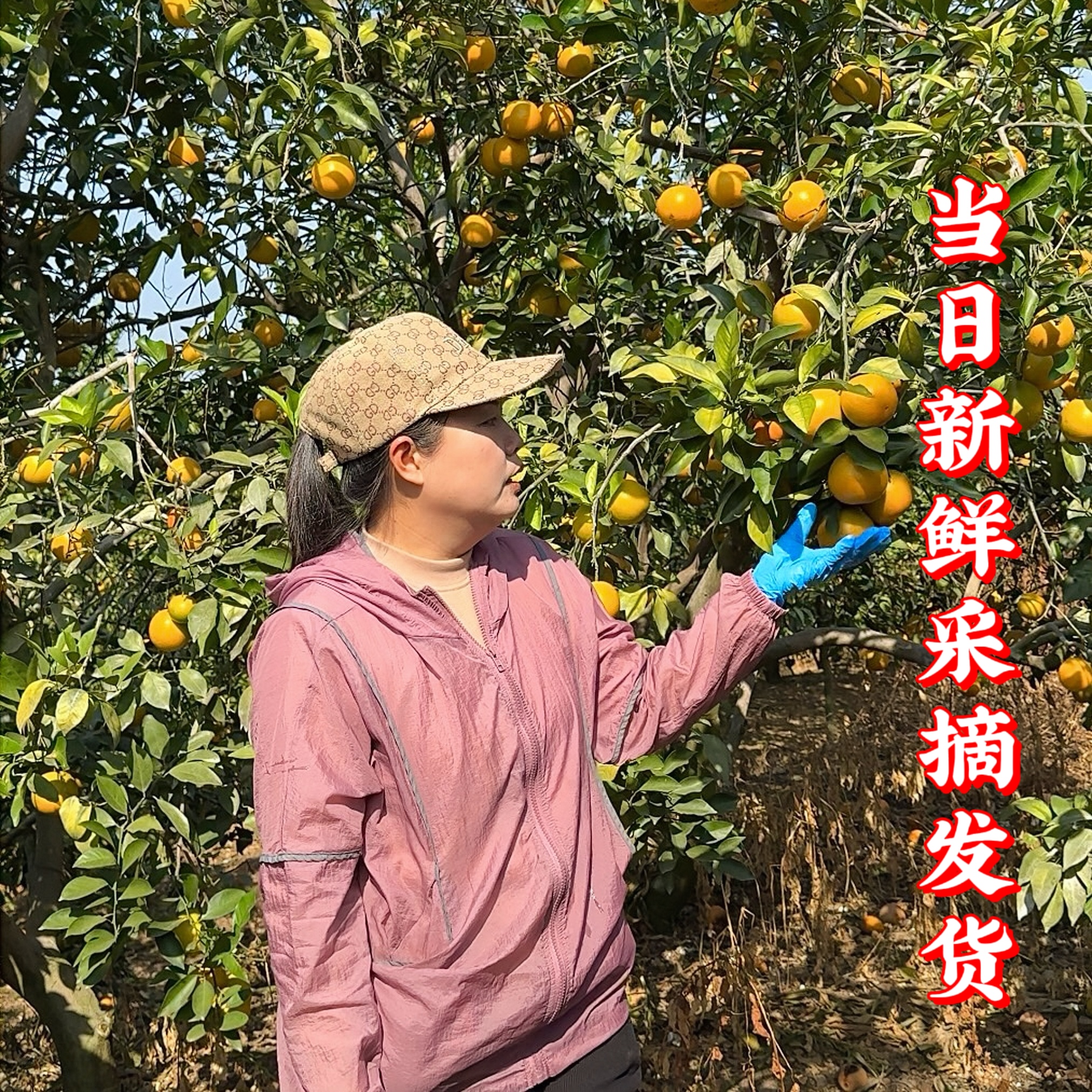 【小果专属链接】小果 珍珠果20年老树橙精品省内包邮