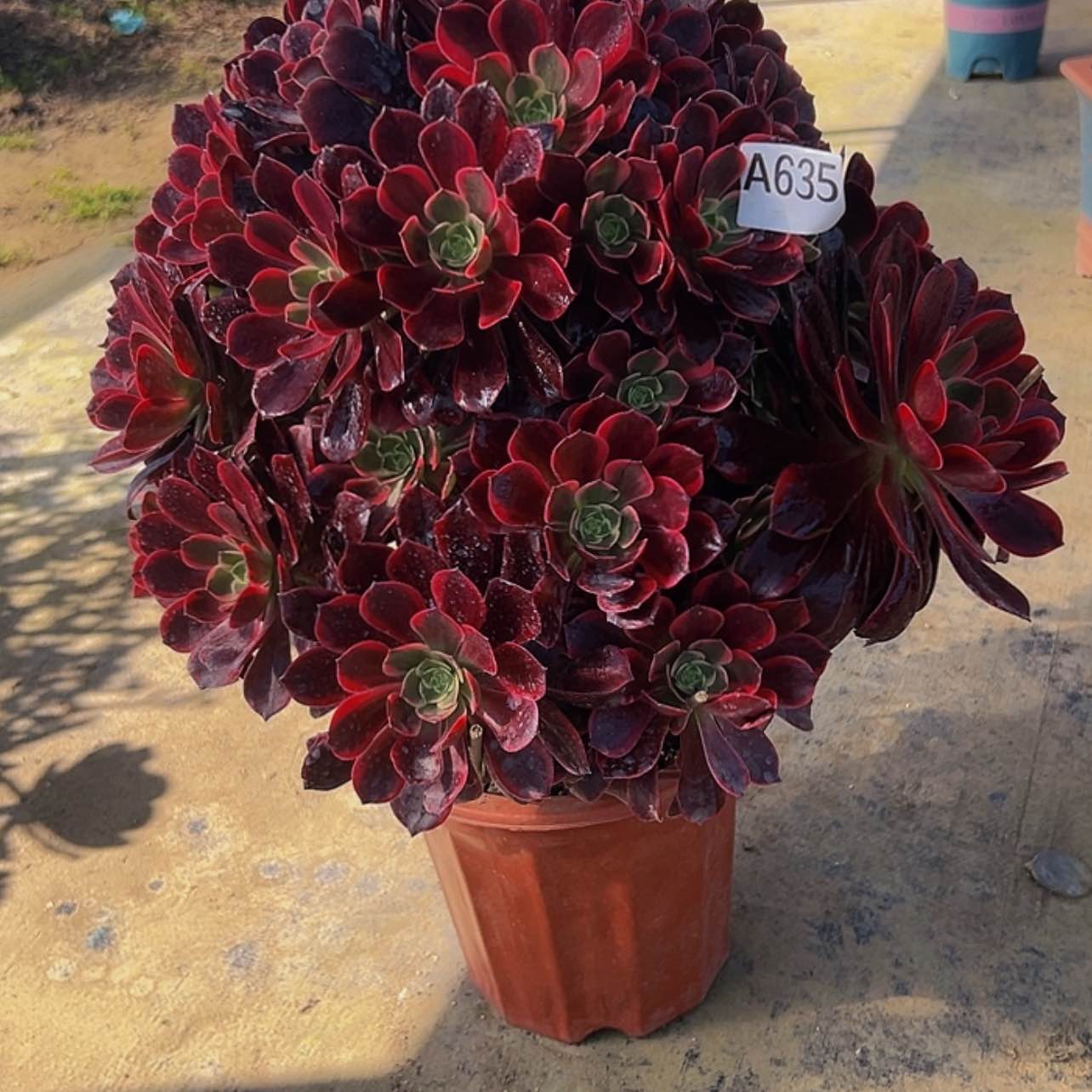 【闪购商品】秦****.多肉植物635凤冠。