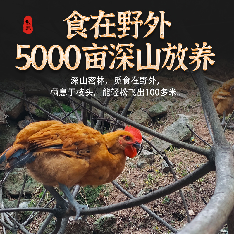 2年老母鸡土鸡新鲜宰杀高山散养走地鸡草鸡柴鸡资丘农家散养整只