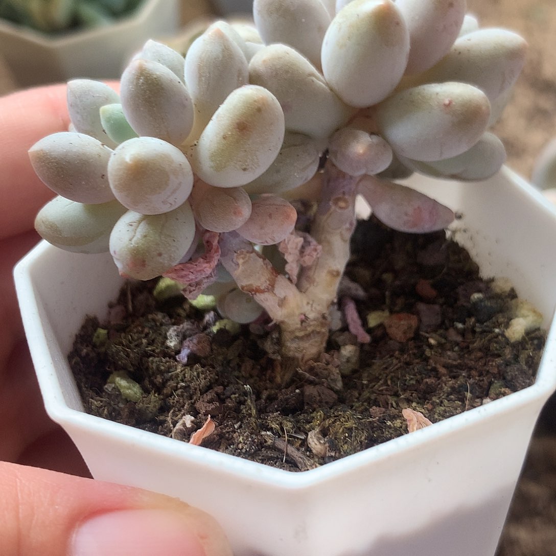 婴儿手指两盆一组