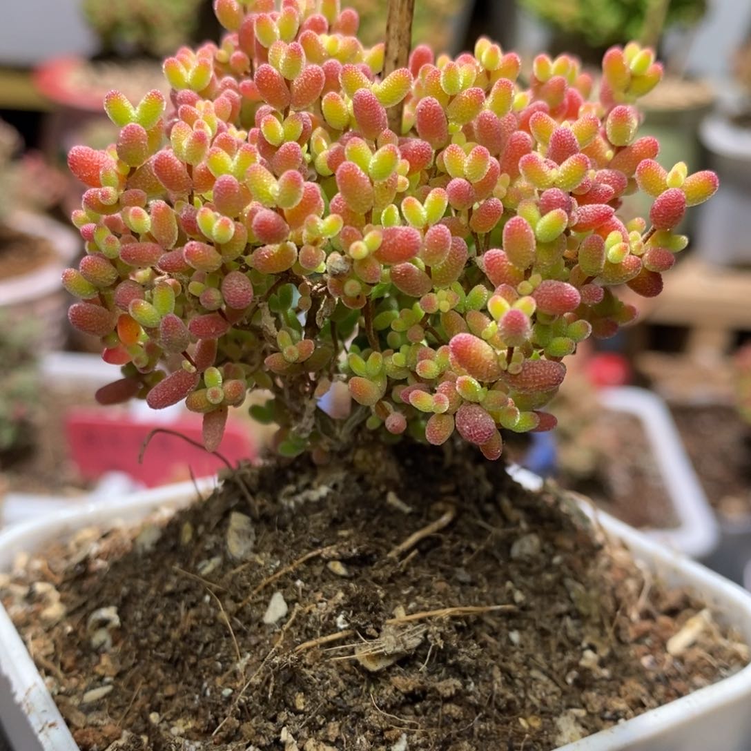 蜜桔糖球A643年后发货