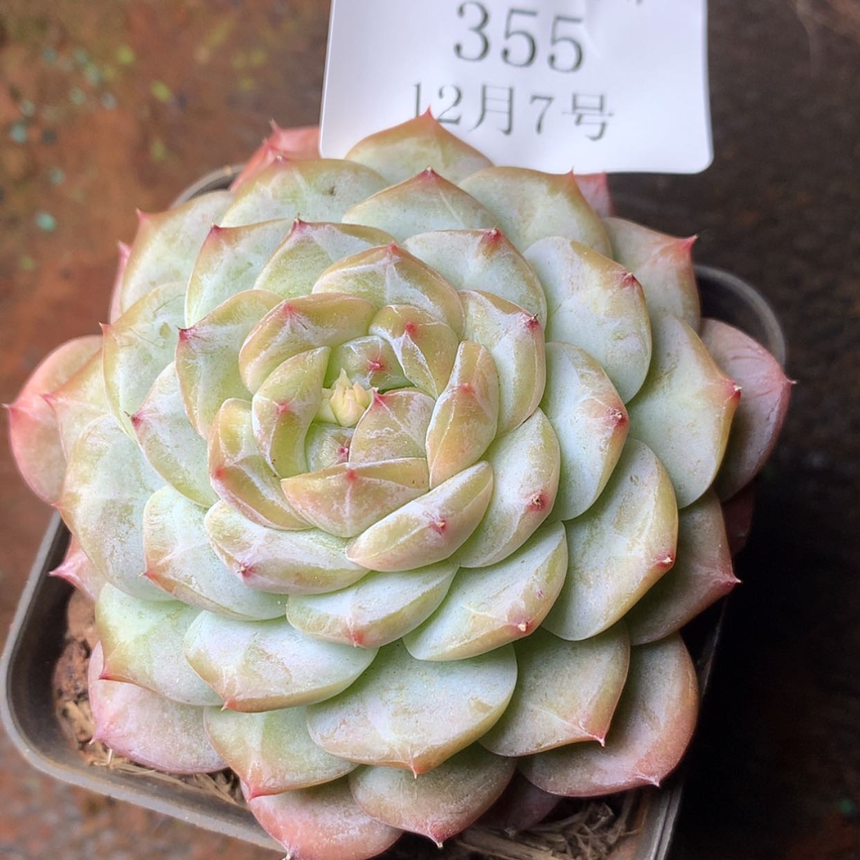【闪购商品】云355号
