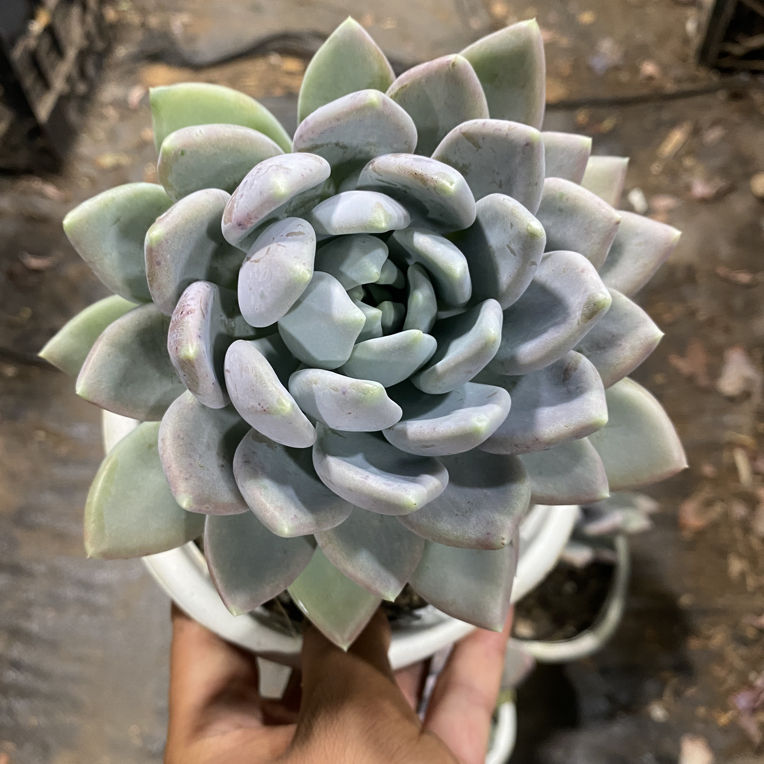 胖美人单头多肉植物脱土发货