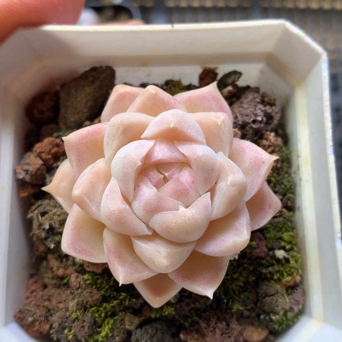 月影系杂交一物一拍