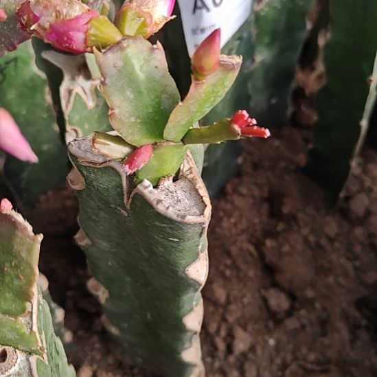 061嫁接零度之上包邮336