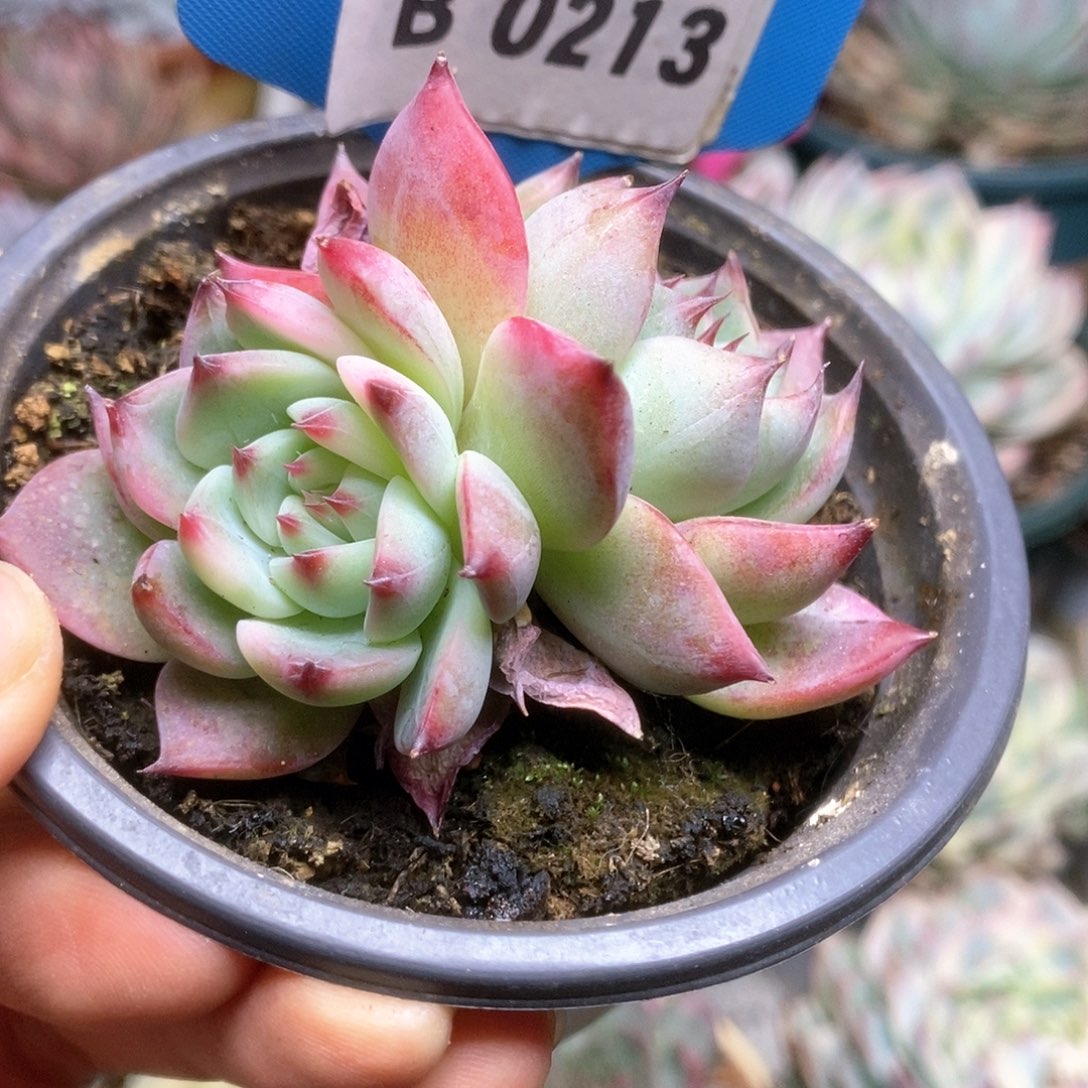 B213锦锦锦锦锦锦