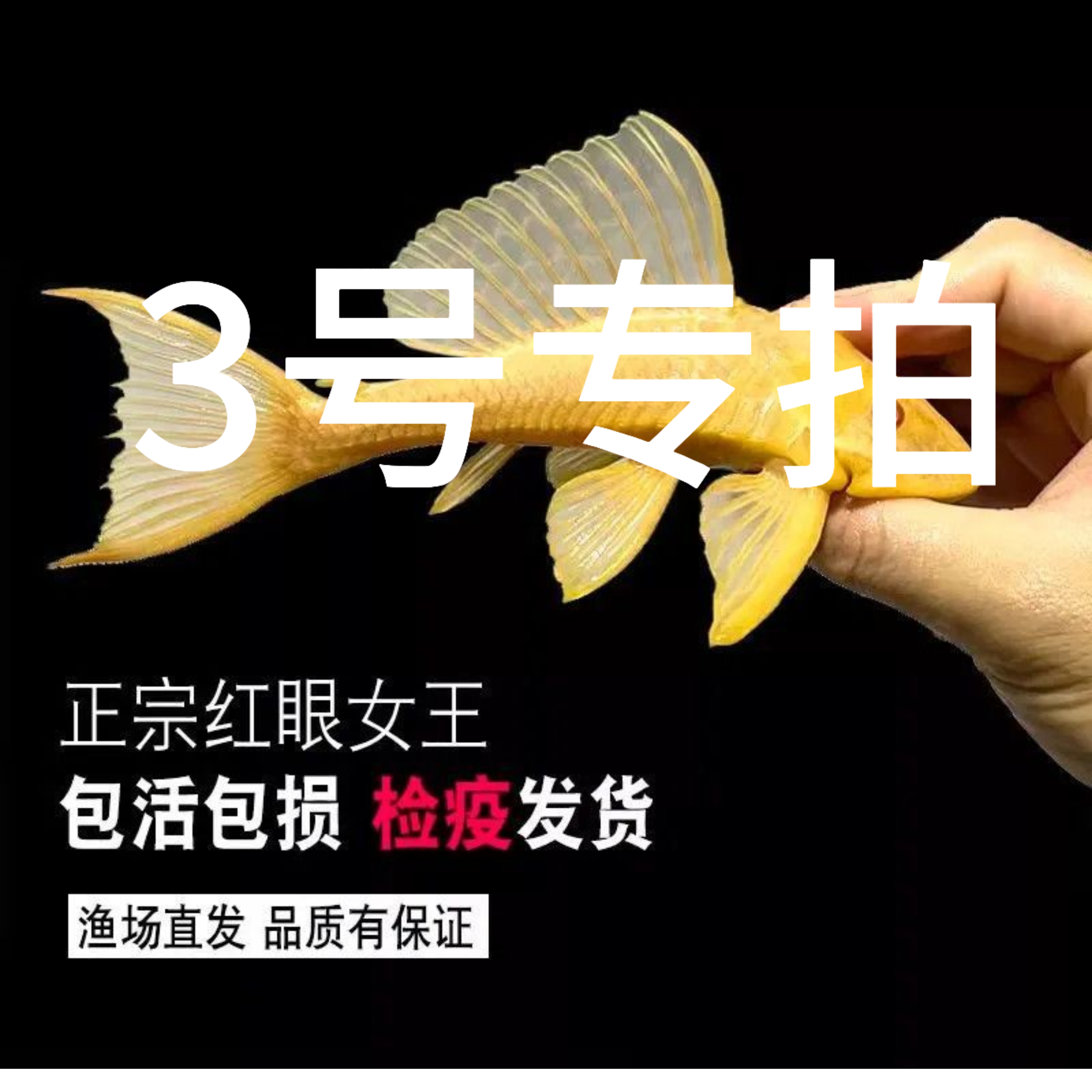 直播间一物一拍，热带鱼缸清道夫清洁工大型清理工具鱼观赏鱼