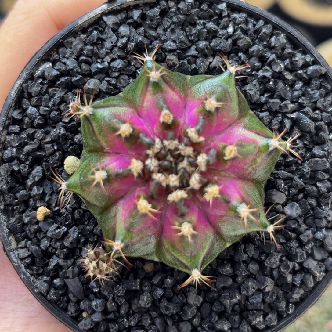 福利价 海神 米哈仙人球