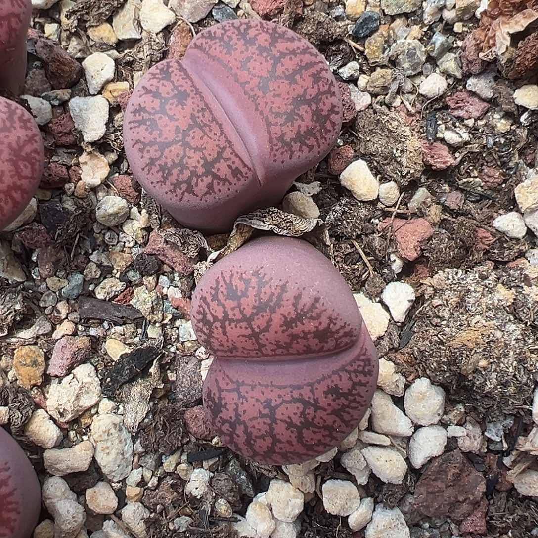 4279貌合神离的酒红一步之遥