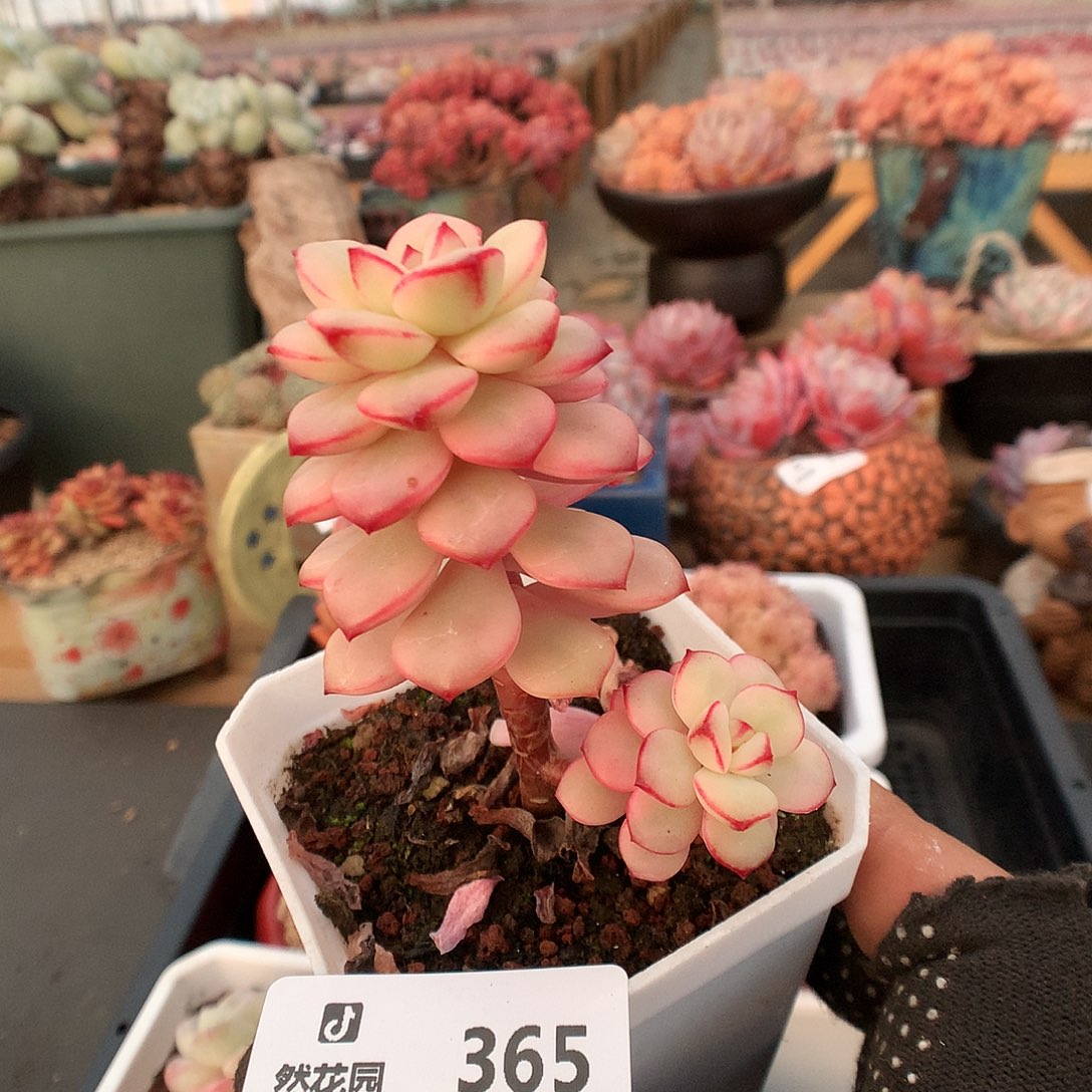 365探戈锦多肉植物6666