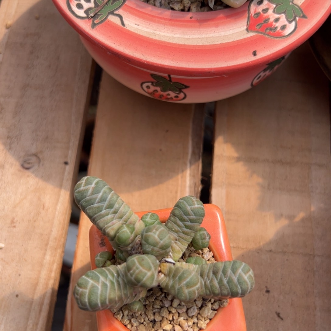 多肉植物一物一拍